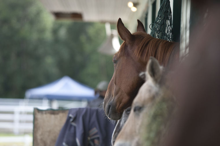 Alaska Hunter/Jumper Association Inc 36th Annual Horse Show Featured
