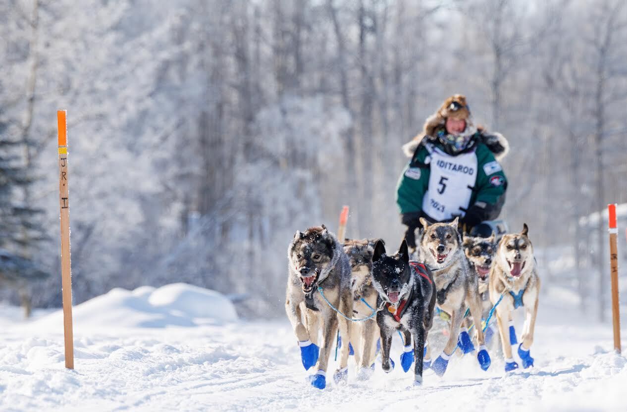 Emily Robinson Wins 2023 Jr Iditarod Local Sports Frontiersman Com   63fdcfc186ab3.image 