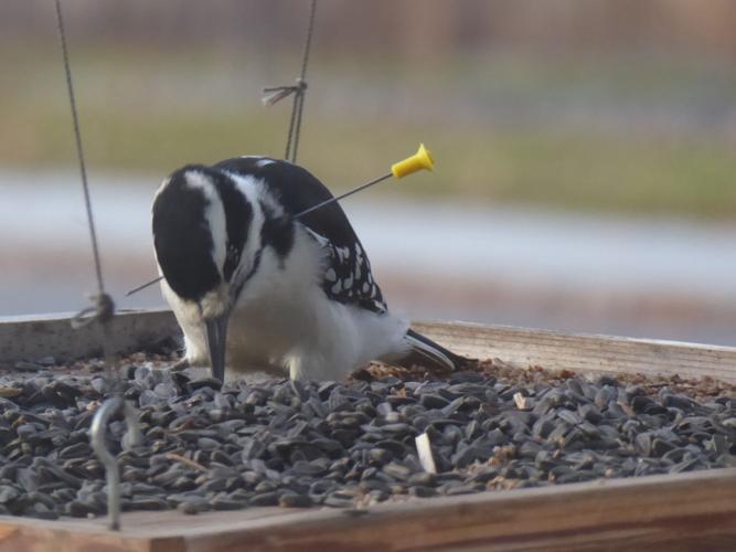 Injured woodpecker causes a stir Local News