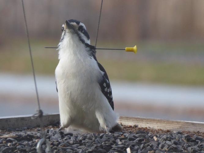 Injured woodpecker causes a stir Local News