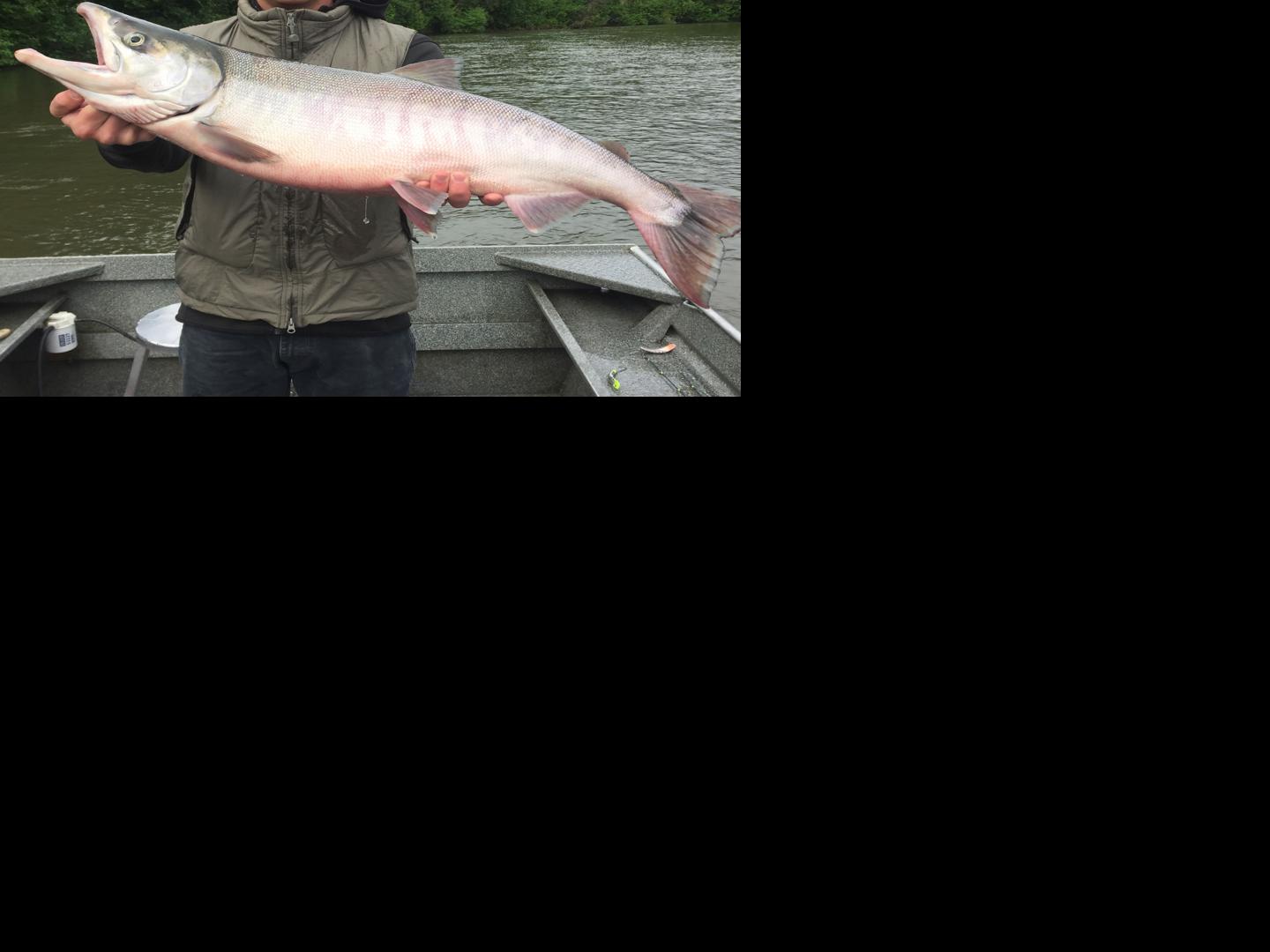King Catches Increase At Eklutna Tailrace Outdoors Frontiersman Com