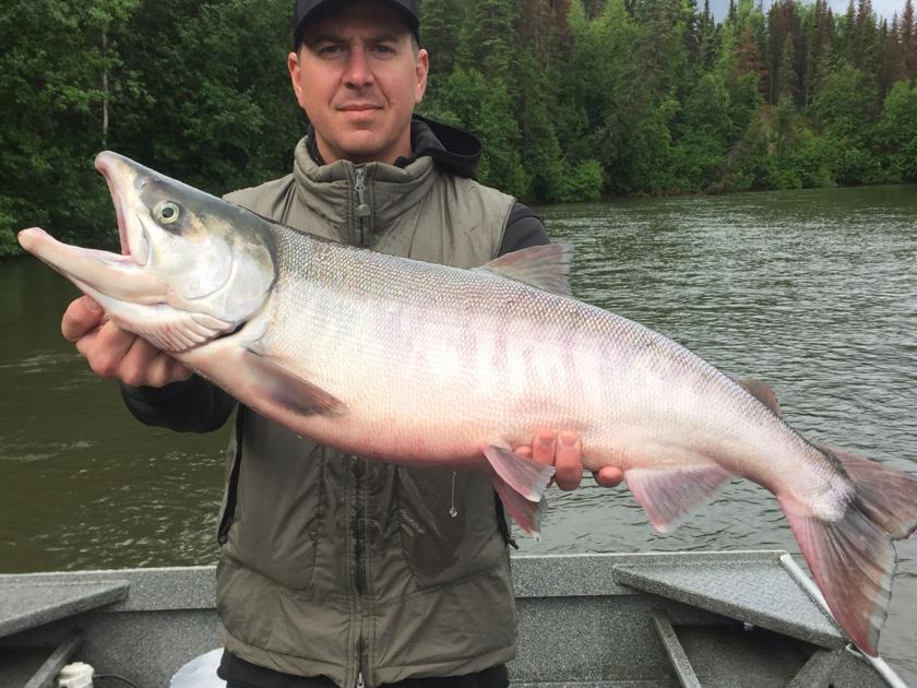 King Catches Increase At Eklutna Tailrace Outdoors Frontiersman Com