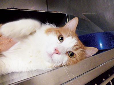 Borough Overhauls Animal Regulations Local News Stories Frontiersman Com