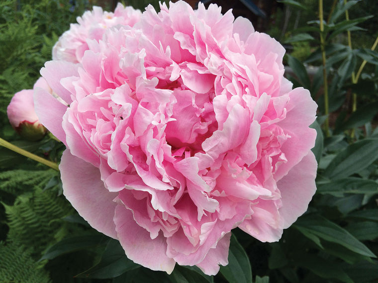 Peony farms help grow Alaska’s economy | Local News Stories ...