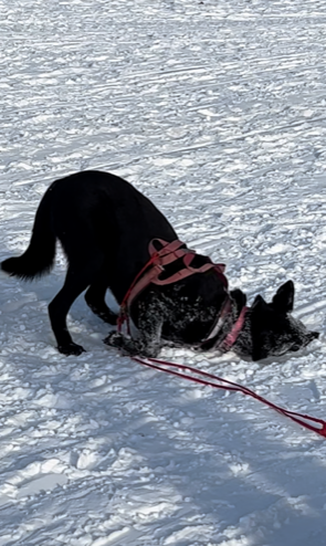 'So much fun!': Skijoring race brings dogs and skis together for fun ...