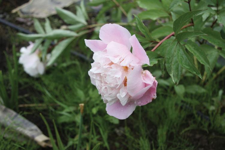 Peony farms help grow Alaska’s economy Local News