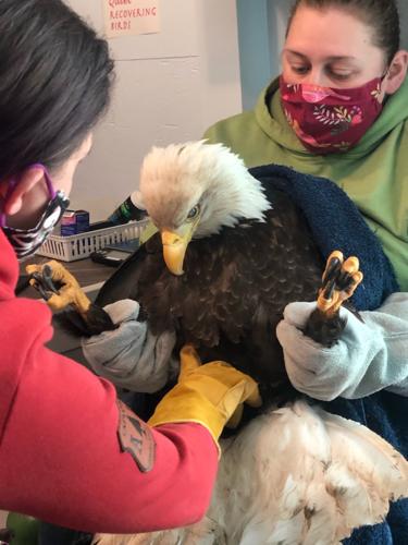 The bird's on the mend': Rescued bald eagle making hopeful recovery | Local  News Stories | frontiersman.com