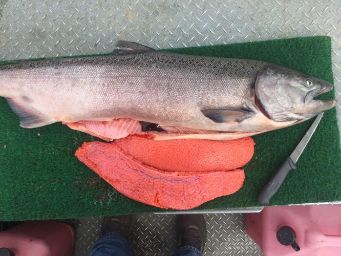 Bait, multiple hooks, and 24-hour salmon fishing