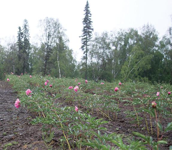 Peony farms help grow Alaska’s economy Local News