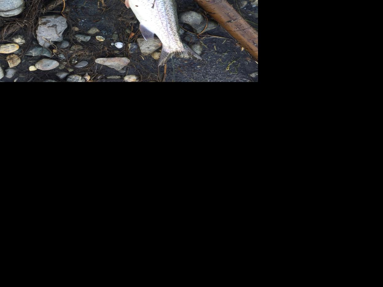 Fishing For Rainbows Outdoors Frontiersman Com