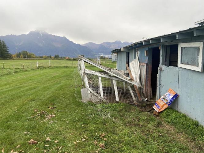 'It’s frustrating' Palmer, Butte residents report ongoing bear attacks