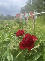 Rough spring delays opening of Moonstone Farm market