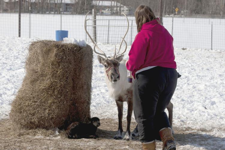 Reindeer Farm Featured