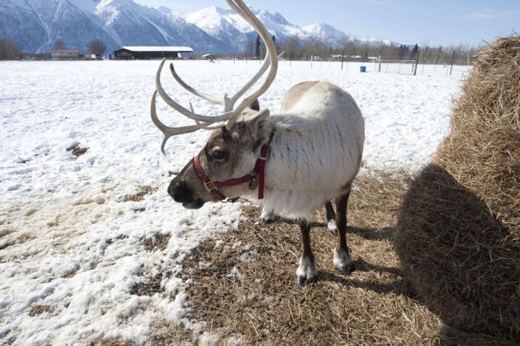 Reindeer Farm Featured