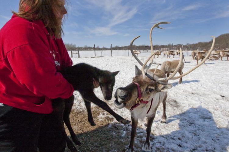 Reindeer Farm Featured