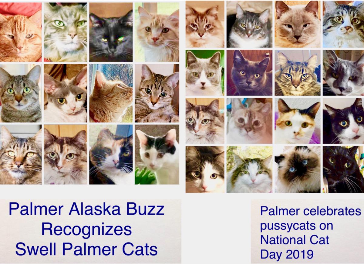 Palmer Fog Election Fatigue And National Cat Day Arts Entertainment Frontiersman Com