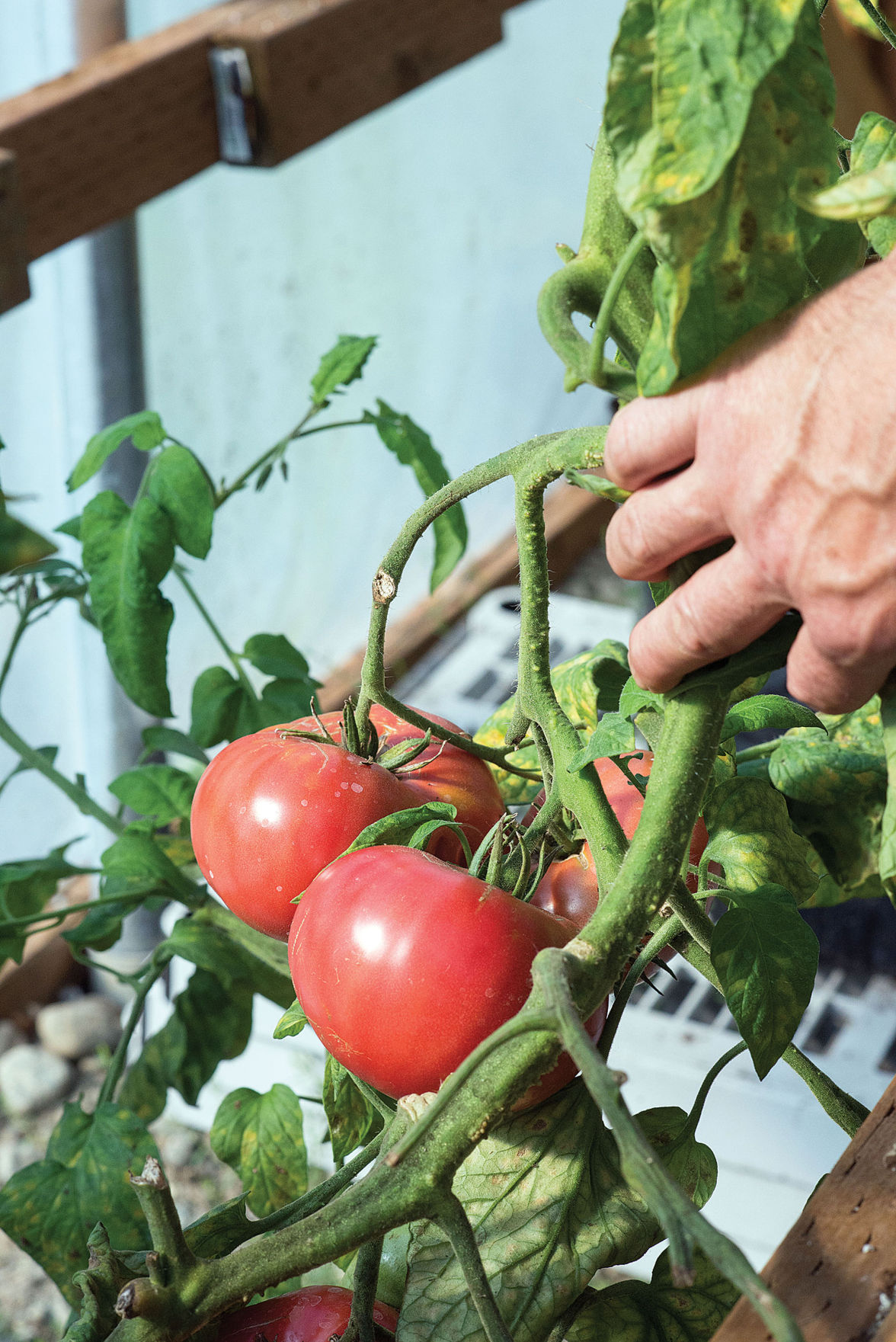 Farming growth in Alaska tops national average Local News Stories