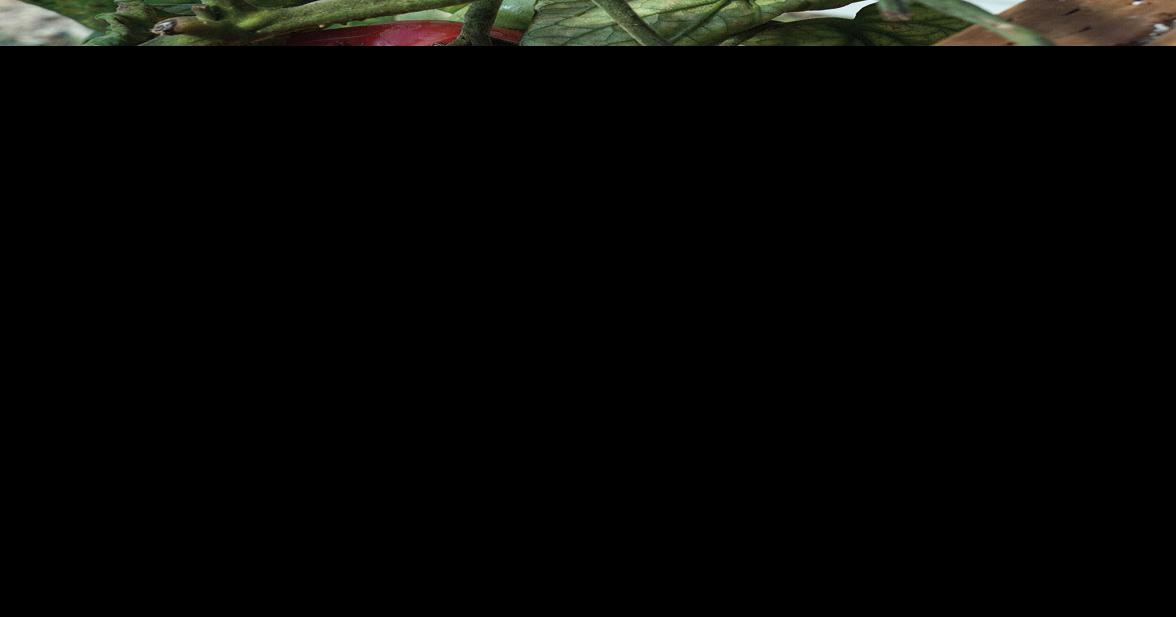 Division of Ag offers new grants to improve food security in Alaska