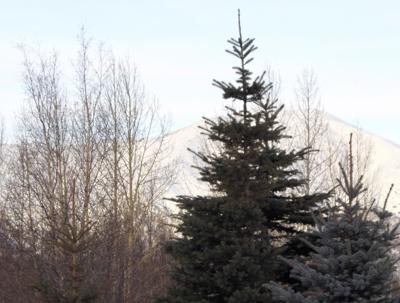 Borough Opens Area For Tree Cutting Near The Butte Local News Stories Frontiersman Com