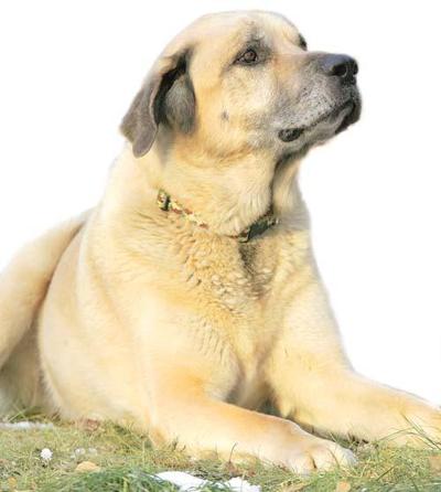 Hero Dog Valley Life Frontiersman Com
