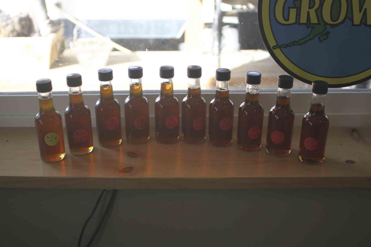 Birch sap, activity running high in the Talkeetna forest Business