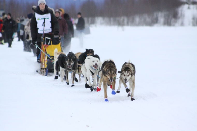 2014 Jr. Iditarod Sled Dog Race | Featured | frontiersman.com