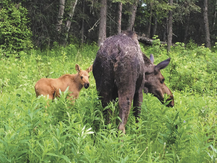 Biologists Say Leave Baby Moose Alone Local News Stories Frontiersman Com