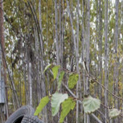 Tire Dump Threatens Golden Years For Retired Couple Local News Stories Frontiersman Com