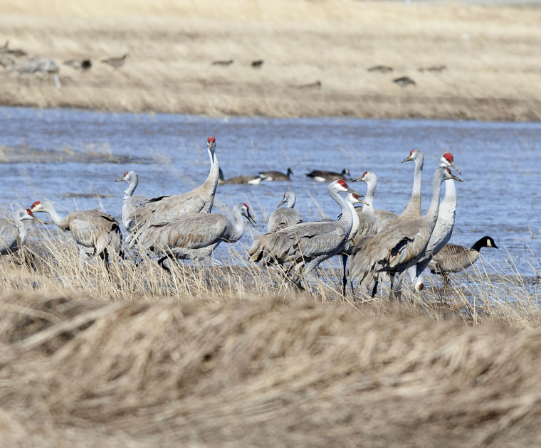 Bird Migration Featured