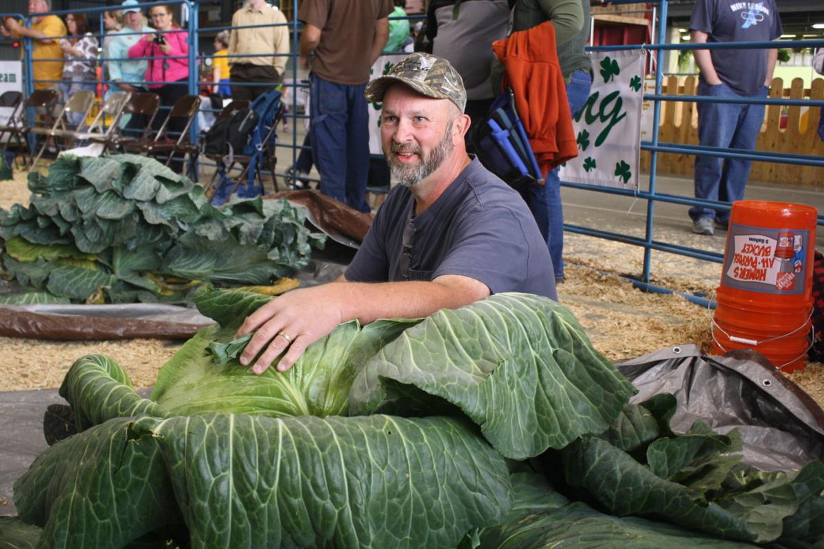 Wasilla Man Wins 2019 Cabbage Weigh Off At The Alaska State Fair Local News Stories Frontiersman Com
