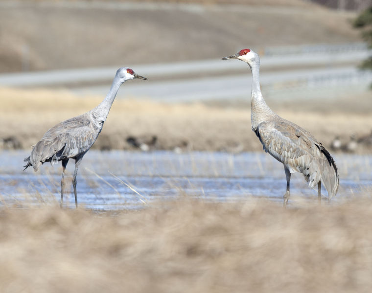 Bird Migration | Featured | frontiersman.com