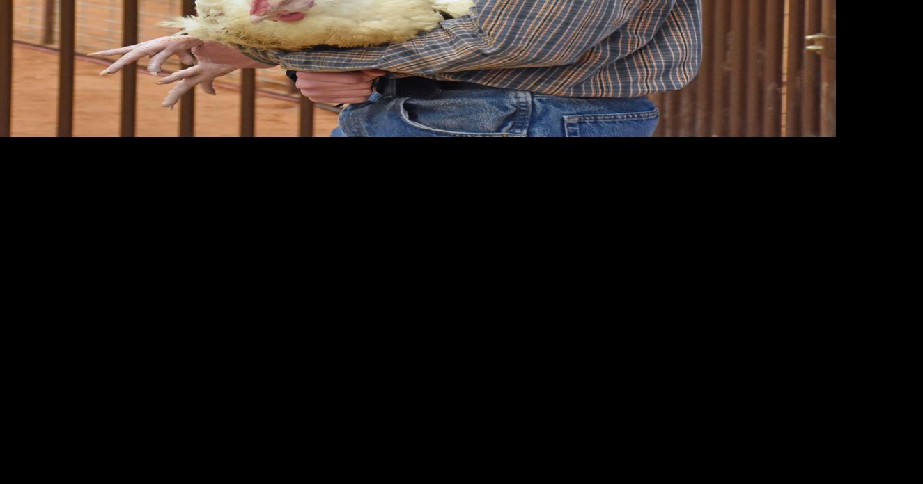 Sold! Annual livestock auction brings in more than 164K Local News