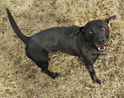 Pet of the Week
