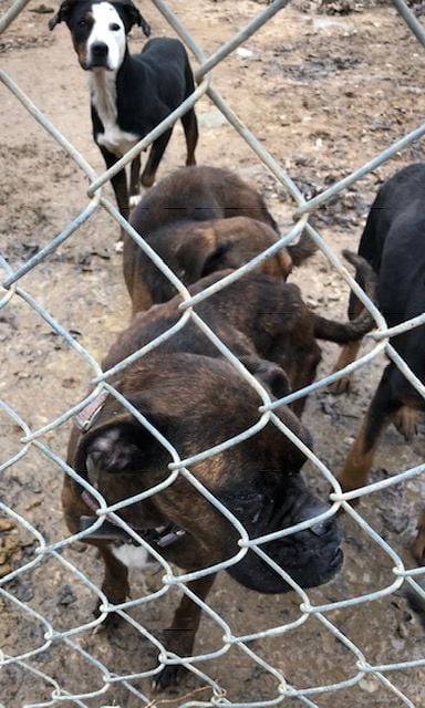 Dogs seized from home to be up for adoption | Local News ...