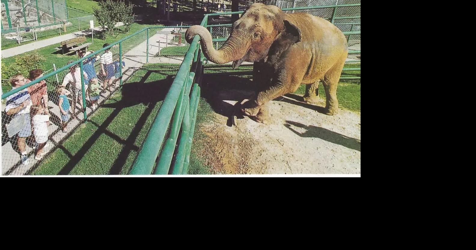 Farewell Sissy: Elephant who survived historic zoo flooding in 1981 passes at 58