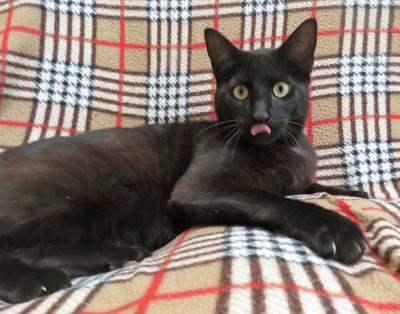 Pet of the Week