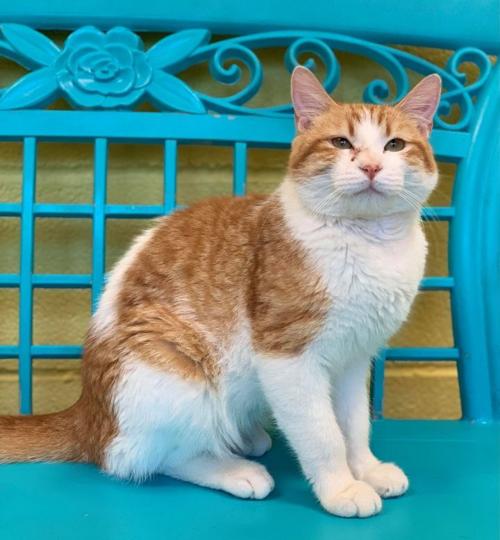PHOTO: Pet of the Week
