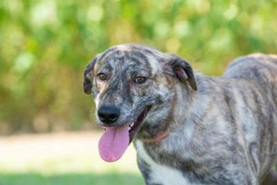 Pet of the Week