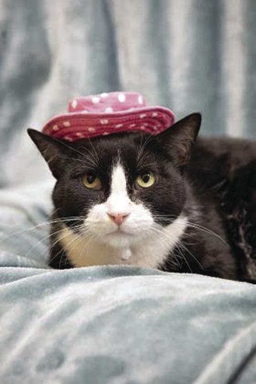 Pet of the Week
