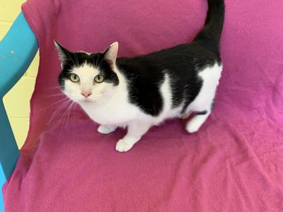 Pet of the Week