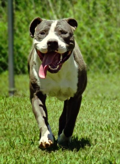 Pet of the Week