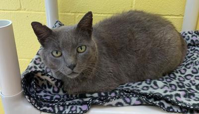 Photo Pet Of The Week Local News Gainesvilleregister Com