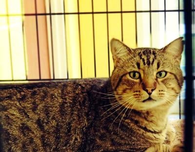 Pet of the week