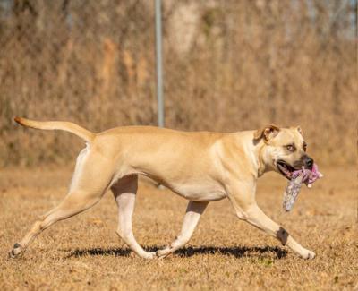 Pet of the Week