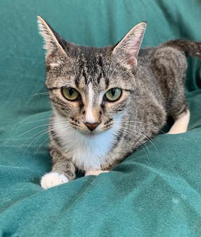 Pet of the Week