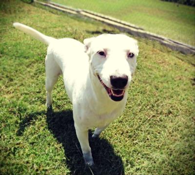 Photo Pet Of The Week Local News Gainesvilleregister Com