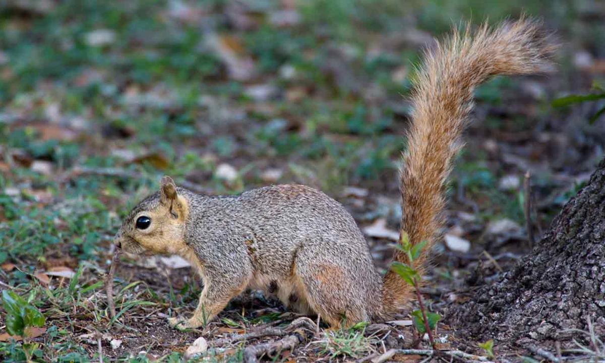Living with pecans and squirrels Columns