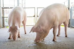 CROP & WEATHER REPORT: Steady pork supplies signal bargains for consumers, puzzle for producers