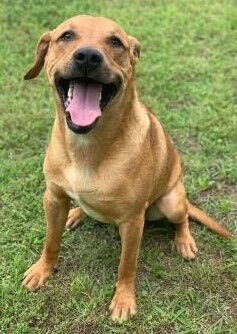 PHOTO: Pet of the week