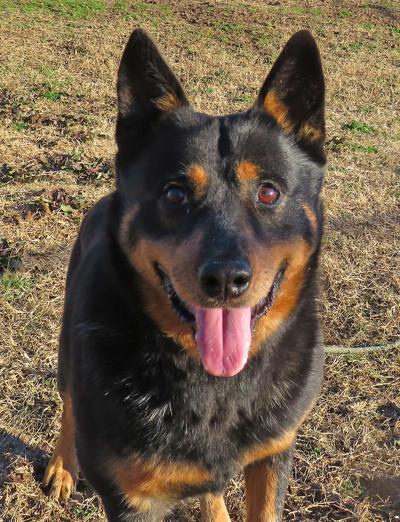 PHOTO: Pet of the Week | Local News | gainesvilleregister.com